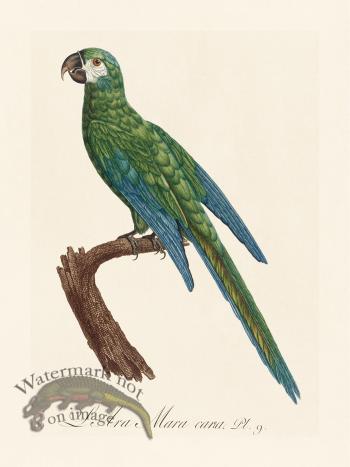 Barraband Parrot 009